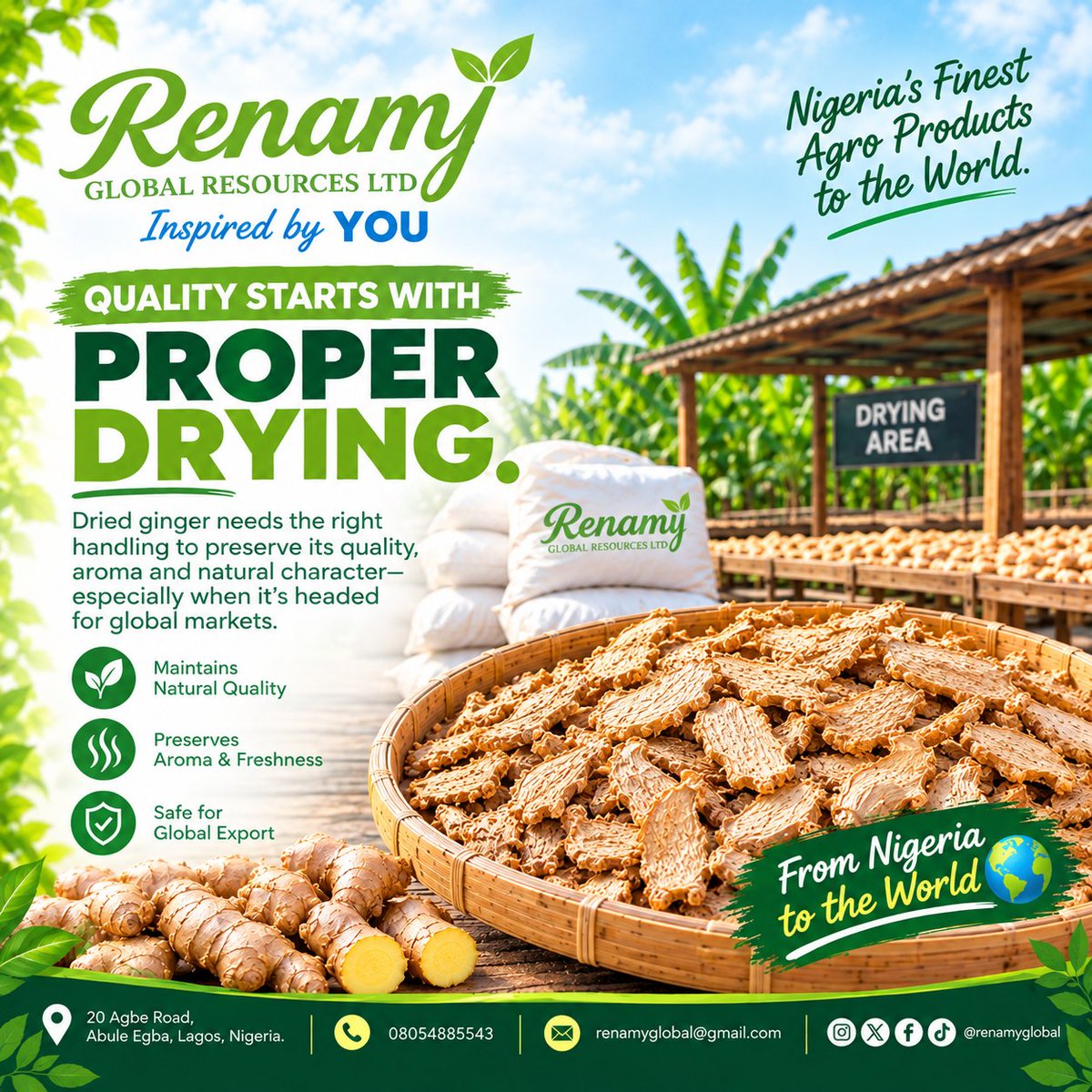 renamyglobal1's tweet photo. “Good ginger doesn’t stop at the farm.” 🌾🇳🇬
From proper drying to quality packaging, every step matters when taking Nigerian ginger to global markets. 🌍

Renamy Global Resources
From Nigeria to the world.💪🏾 https://t.co/BtF6EYg2cC