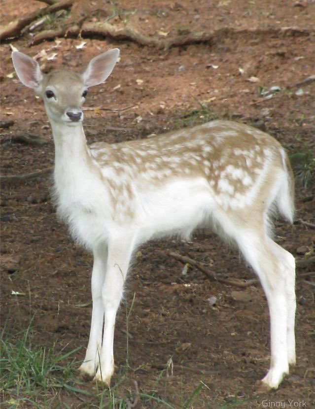 demol1tionlov3r's tweet photo. I believe you can find a fawn matching George no matter how he looks https://t.co/XagKJAM4Gg