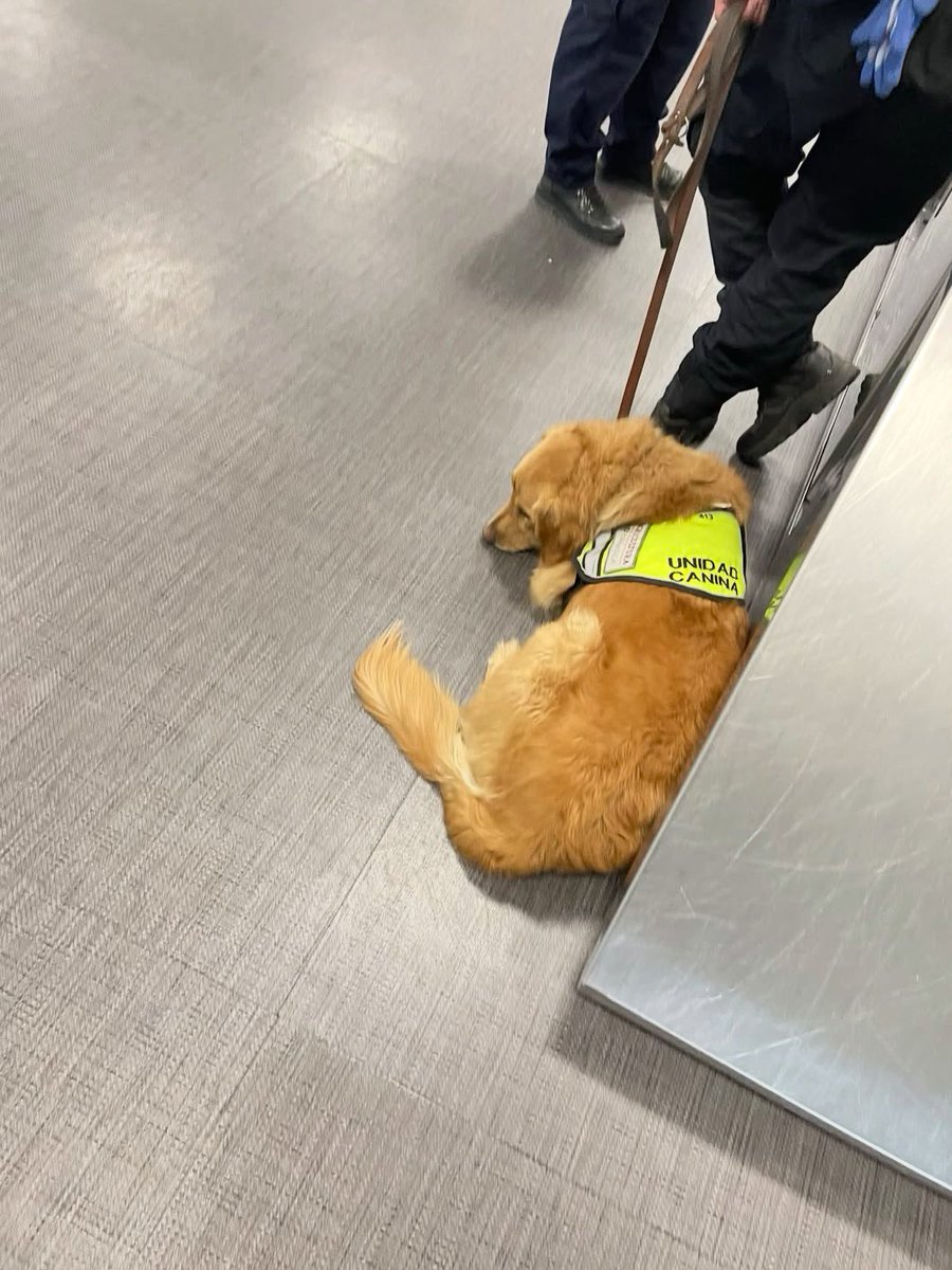 munevveralks's tweet photo. メキシコ🇲🇽の空港で麻薬探知犬が吠えてきて、
私の荷物検査が始まったんだけど、
カップ麺しか出てこなくて捜査員に
「こんな物で吠えるな」と怒られてしまった
わんちゃんがこちらです。 https://t.co/sDwGklOant