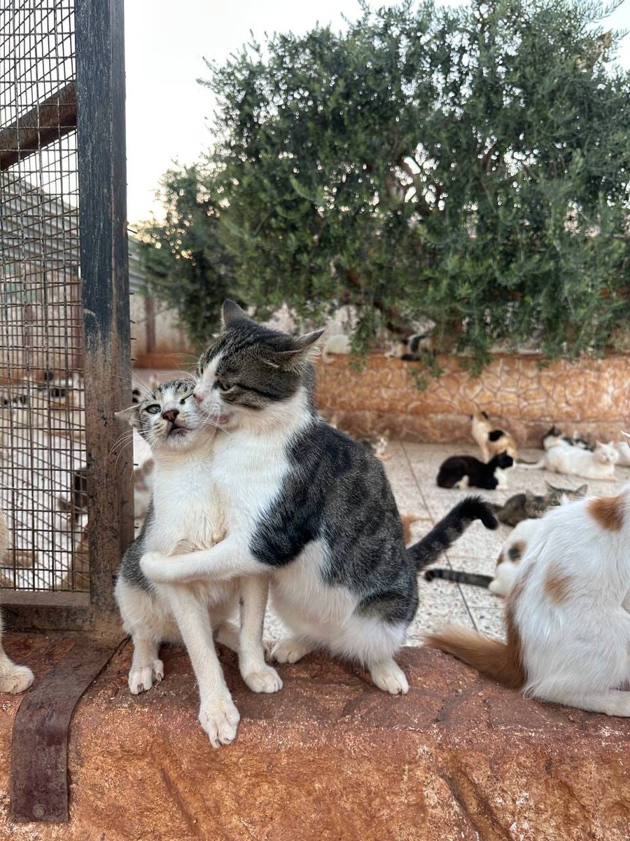 SyrianSanctuary's tweet photo. Little and important update 
Our Nexi link on the website has not been working for several days now, and people who have tried to donate to us  have told us they weren't able to. 
Well, the tech problem has been solved, and today it works!    
So if you would like to make your donation again, we would be SO grateful!      
                                          https://t.co/M40t0SCuHc