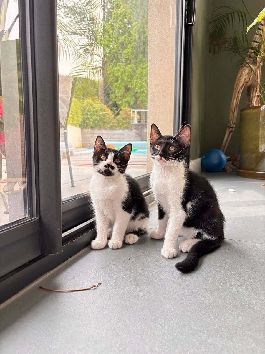 vigipets's tweet photo. 🟠 🐱 Chat perdu le 14/09/2026 à Saint-Rémy-Lès-Chevreuse (78470).
Race : Européen / Âge : 5 mois
hercule / Femelle / Identifié(e) : Oui

☎️ 0782946075
📧 pelletier.nn@gmail.com

#chatperdu #chattrouve #chat #perdu #trouve https://t.co/Kr4LuNUAFn