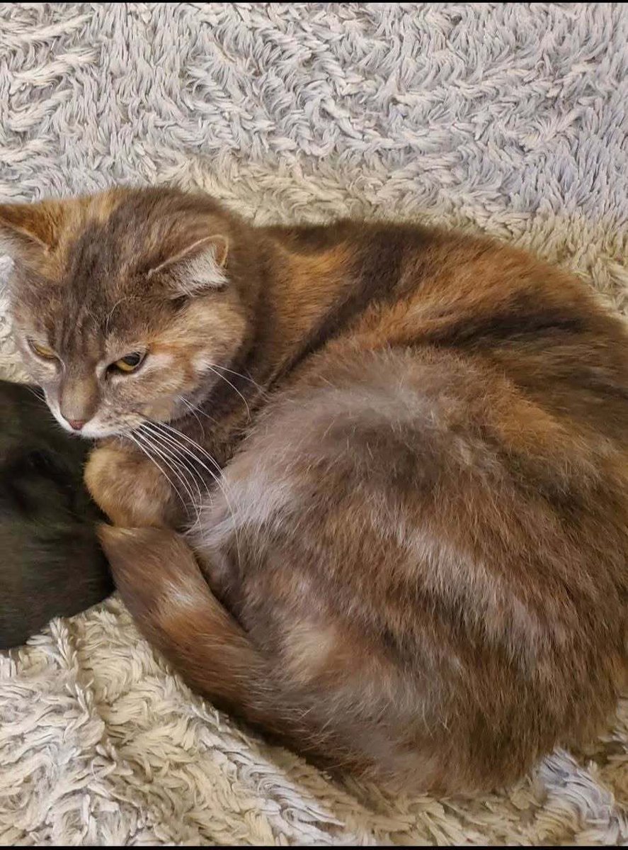 vigipets's tweet photo. 🟠 🐱 Chat perdu le 13/09/2026 à Lanester (56600).
Race : Européen / Âge : 12 an(s)
Isis / Femelle / Identifié(e) : Non

☎️ 0679762714
📧 lucieleglou@hotmail.fr

#chatperdu #chattrouve #chat #perdu #trouve https://t.co/au651T38fL