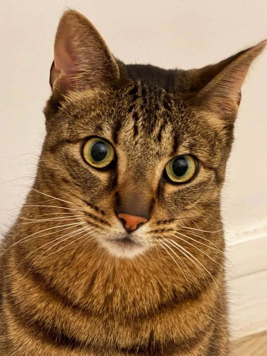 vigipets's tweet photo. 🟠 🐱 Chat perdu le 16/09/2026 à Bonneuil-Les-Eaux (60120).
Race : Européen / Âge : 3 an(s)
Watson / Mâle / Identifié(e) : Oui

☎️ 0602150359
📧 romain.simon67@hotmail.fr

#chatperdu #chattrouve #chat #perdu #trouve https://t.co/dPzzC64IB6