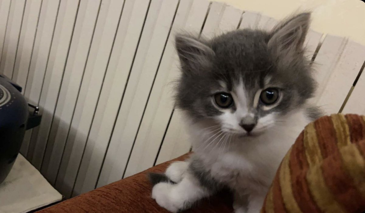 CatsBestFriends's tweet photo. https://t.co/gIZBGatABq
