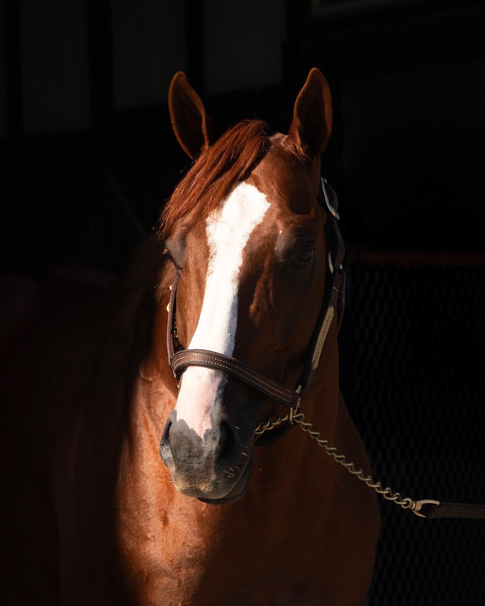 JS_CompanyJP's tweet photo. この度アンティクエリアン号を種牡馬として導入し、来シーズンよりアロースタッドにて供用することを発表いたします🏇
https://t.co/NvUIS9DECg https://t.co/CpXiepw2c5