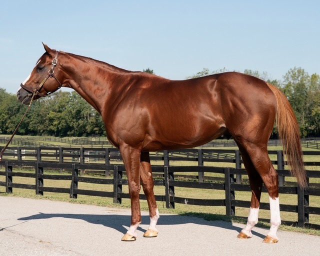 JS_CompanyJP's tweet photo. この度アンティクエリアン号を種牡馬として導入し、来シーズンよりアロースタッドにて供用することを発表いたします🏇
https://t.co/NvUIS9DECg https://t.co/CpXiepw2c5