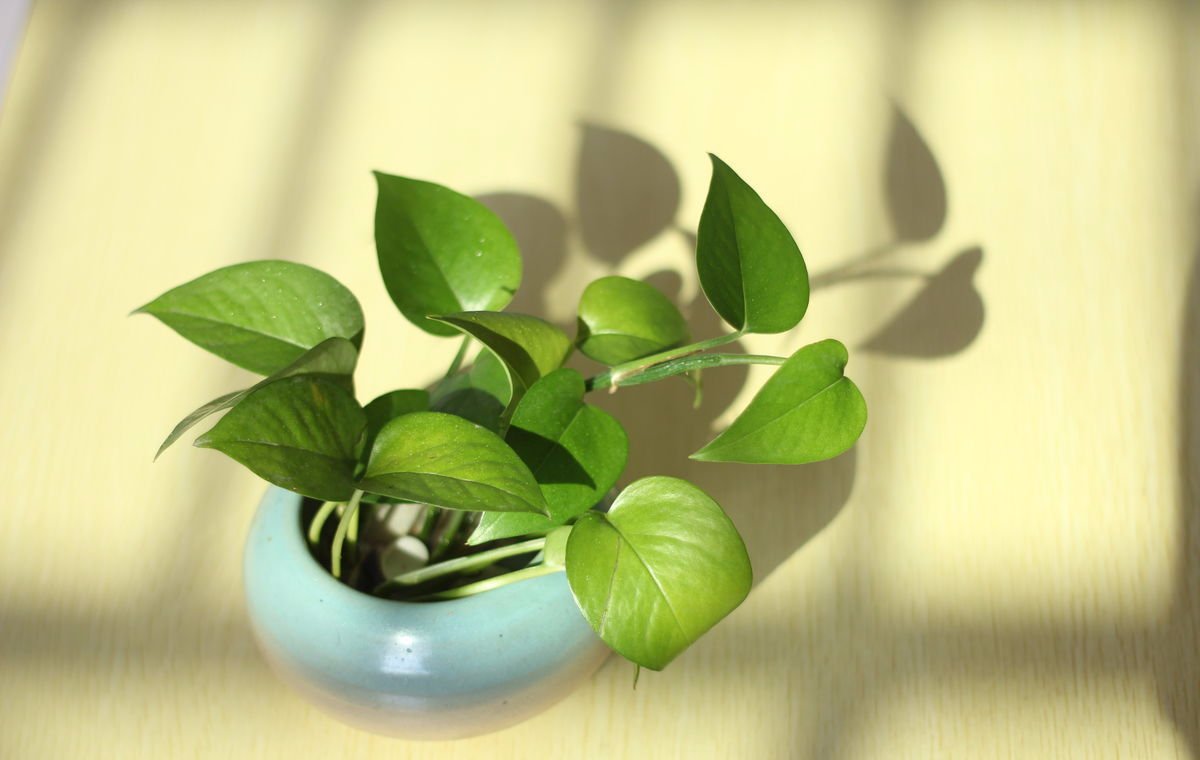 petid157823's tweet photo. My office plant is the only one that actually listens to me—every time I mutter "please grow" before clocking in, it puts out a new leaf. My boss just asked if I’ve been giving our conference room plant its daily pep talks now, and I can’t stop laughing https://t.co/RQQyGjfT9b