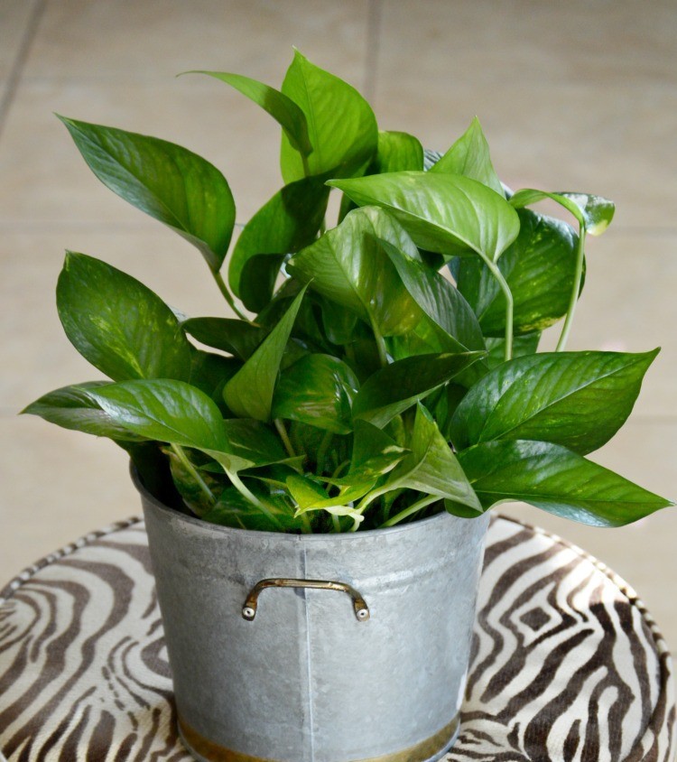ariam502886's tweet photo. Keep your pothos thriving! Water when top 2 inches of soil is dry, place in bright indirect light, and trim yellow leaves regularly. Small steps = big green vibes. https://t.co/tO7Q72VDSC