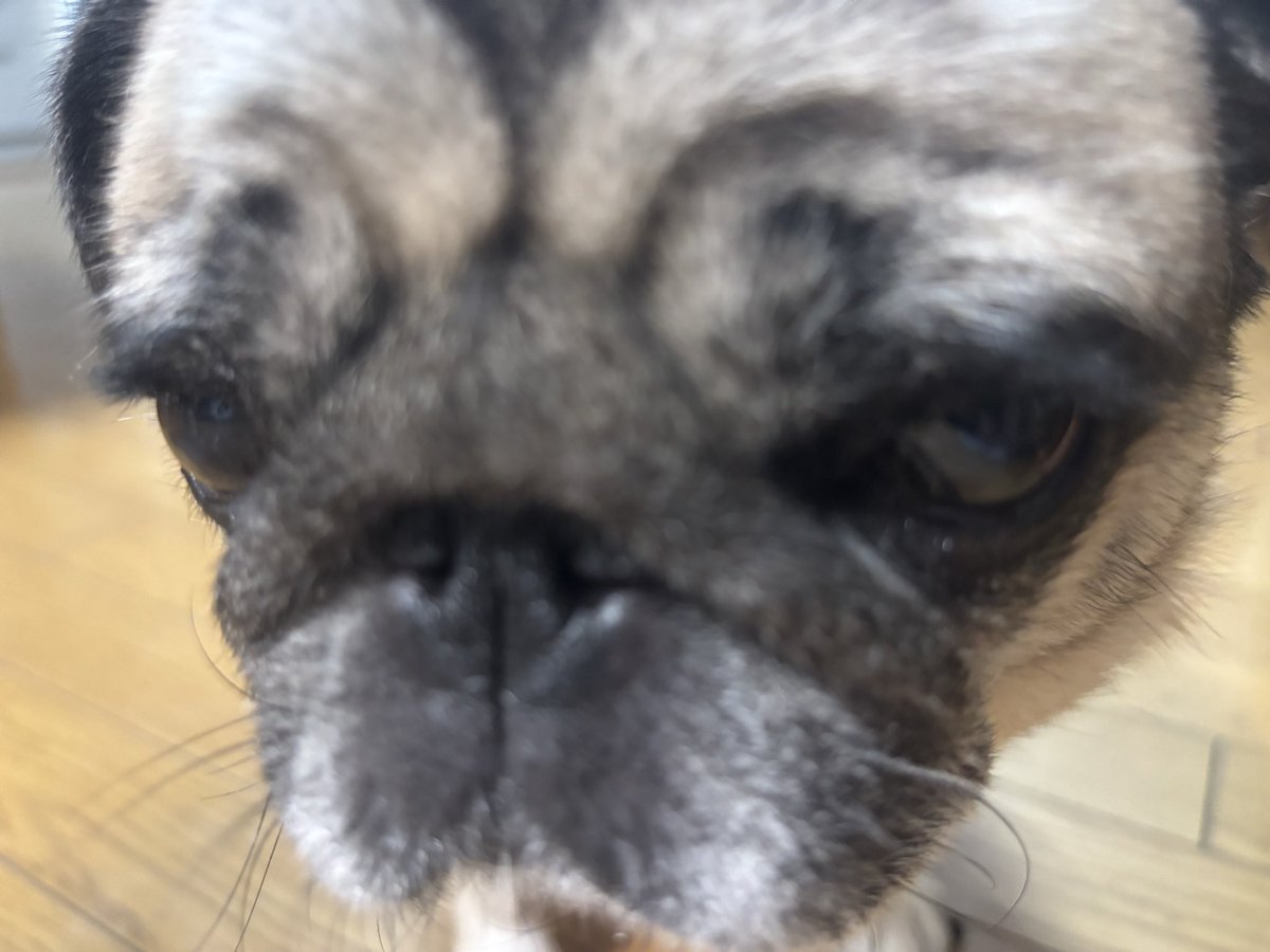 1pd__bq1's tweet photo. 不貞腐れいぬ https://t.co/dJVQnZgCrT