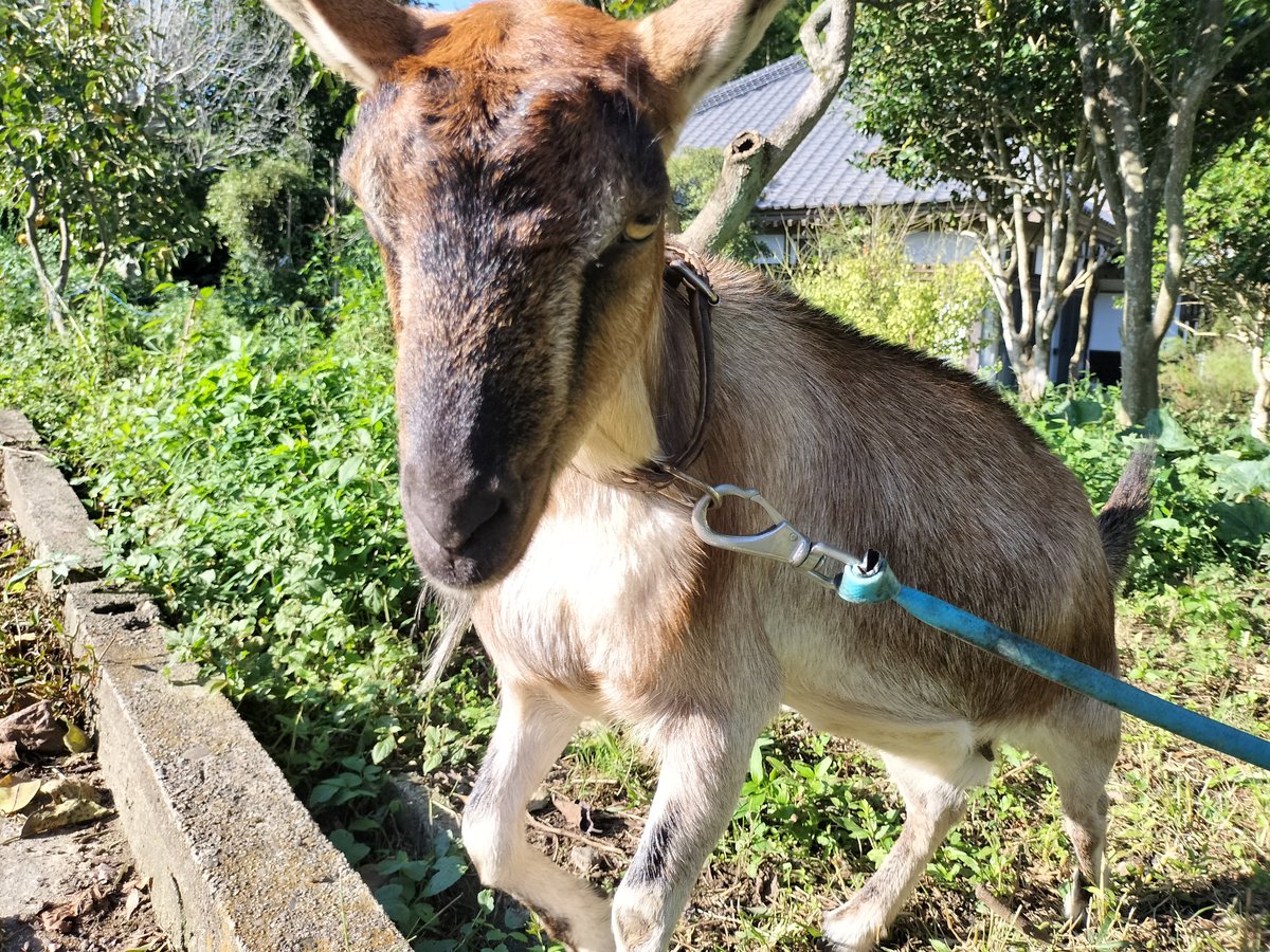 kikuchi99x's tweet photo. #今日もお疲れさまでした

#ヤギ　#goat https://t.co/qHjfjqAQOL