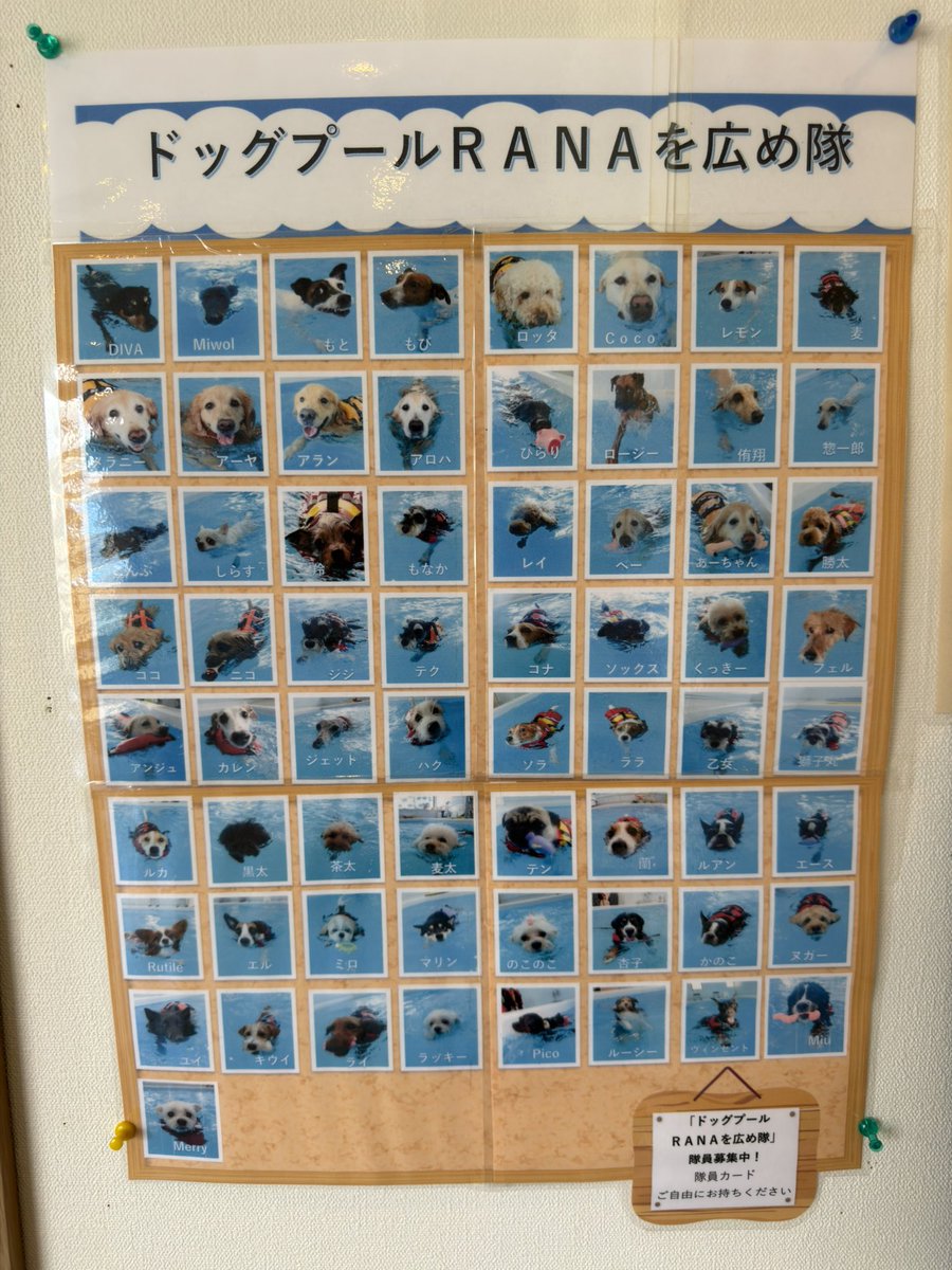 LUCY230813's tweet photo. プールの写真なのに、ひとりだけ泳いでないね…(かわいい) https://t.co/ZwtqDuNQOB