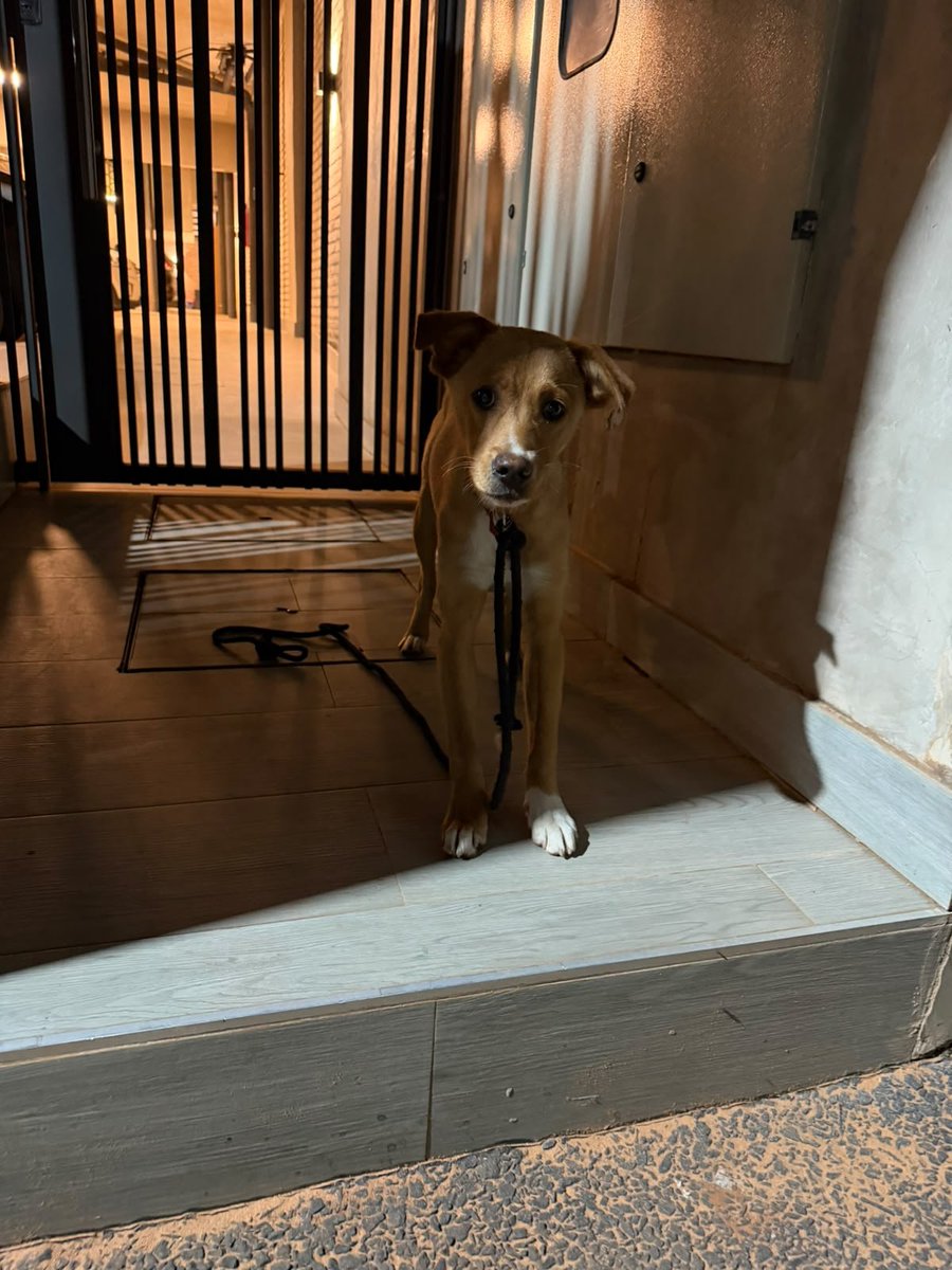 TiFaNiiii's tweet photo. A quien se le perdió su cachorrito? Zona Villa Olimpia.. es muy miedoso y no se deja agarrar.. https://t.co/mkUtPwcun3