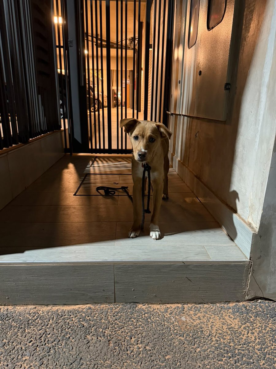 TiFaNiiii's tweet photo. A quien se le perdió su cachorrito? Zona Villa Olimpia.. es muy miedoso y no se deja agarrar.. https://t.co/mkUtPwcun3