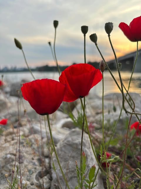 SeanRuizrs's tweet photo. the roses on your affair, do you know’st https://t.co/NI2GrgVQSY