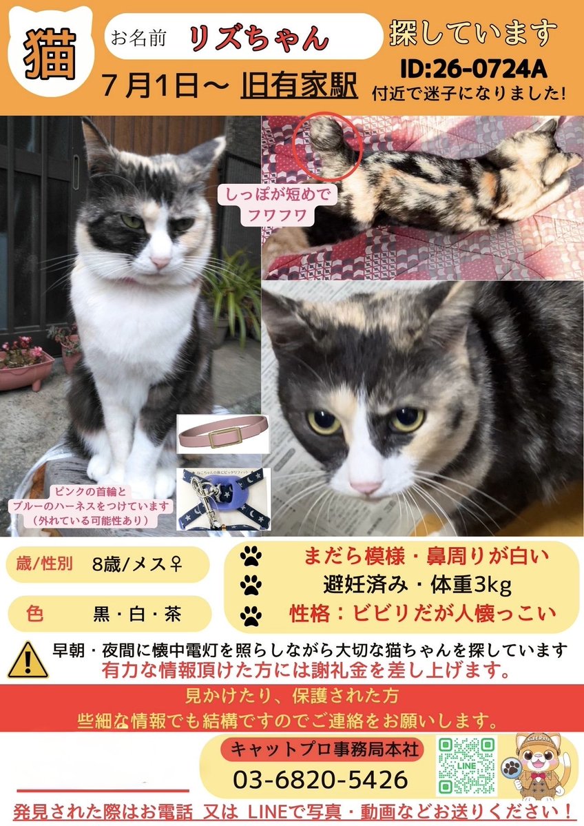 Miyaobf's tweet photo. #南島原市 #有家町 #西有家町 #島原半島 #迷い猫
✳️拡散希望・2か月以上、😿リズを探しています。
引っ越し直後で、土地勘がありません。
どなたかのお宅の庭や物置に隠れていたり、ご飯をもらったりしているかもしれません。

どんな些細な情報でも構いません。どうかDMお願いします。 https://t.co/Aoi5eCUeu4
