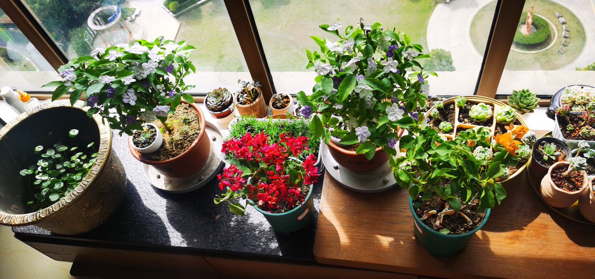 RussDeanesx4's tweet photo. [Turned old glass jars into cute herb planters for my windowsill! Save money + refresh your space  Upcycling win!]， https://t.co/PVdM7MkPrp