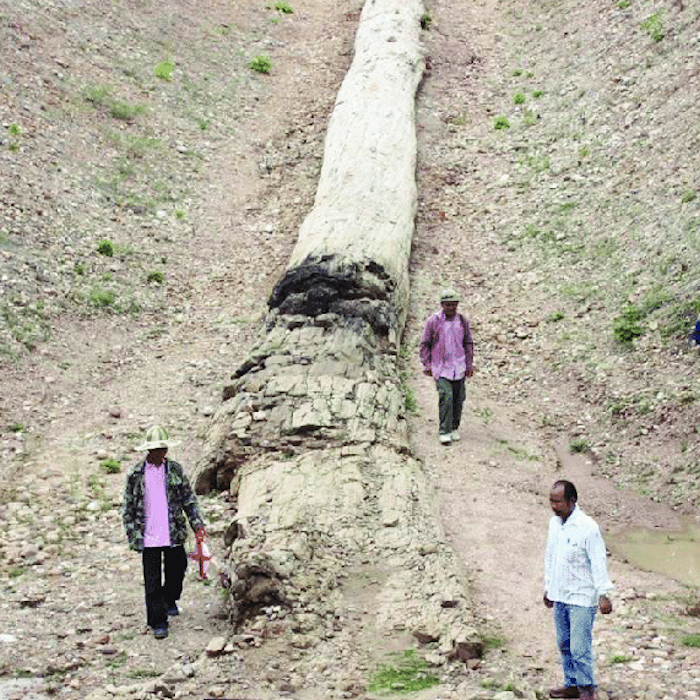 AMAZlNGNATURE's tweet photo. The world’s longest fossilized tree trunk

A fossilized tree trunk in Thailand measures 69.7 meters long, making it the longest tree-trunk fossil in the world according to Guinness World Records. The ancient wood is estimated to be around 120,000 years old https://t.co/D8PbYtb6di