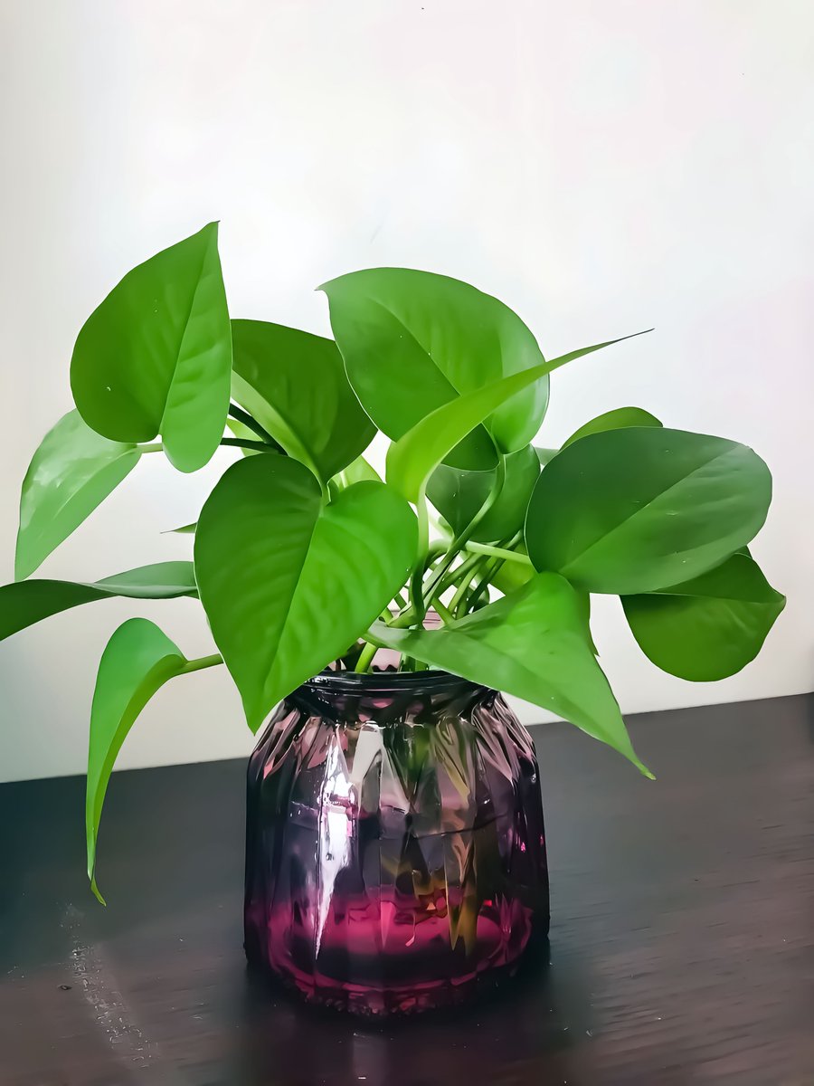 alinh293163's tweet photo. Pro tip for your pothos! Let the top 2 inches of soil dry out before watering, and keep it in bright indirect light  It’ll grow like crazy!， https://t.co/1ydx8cboJL
