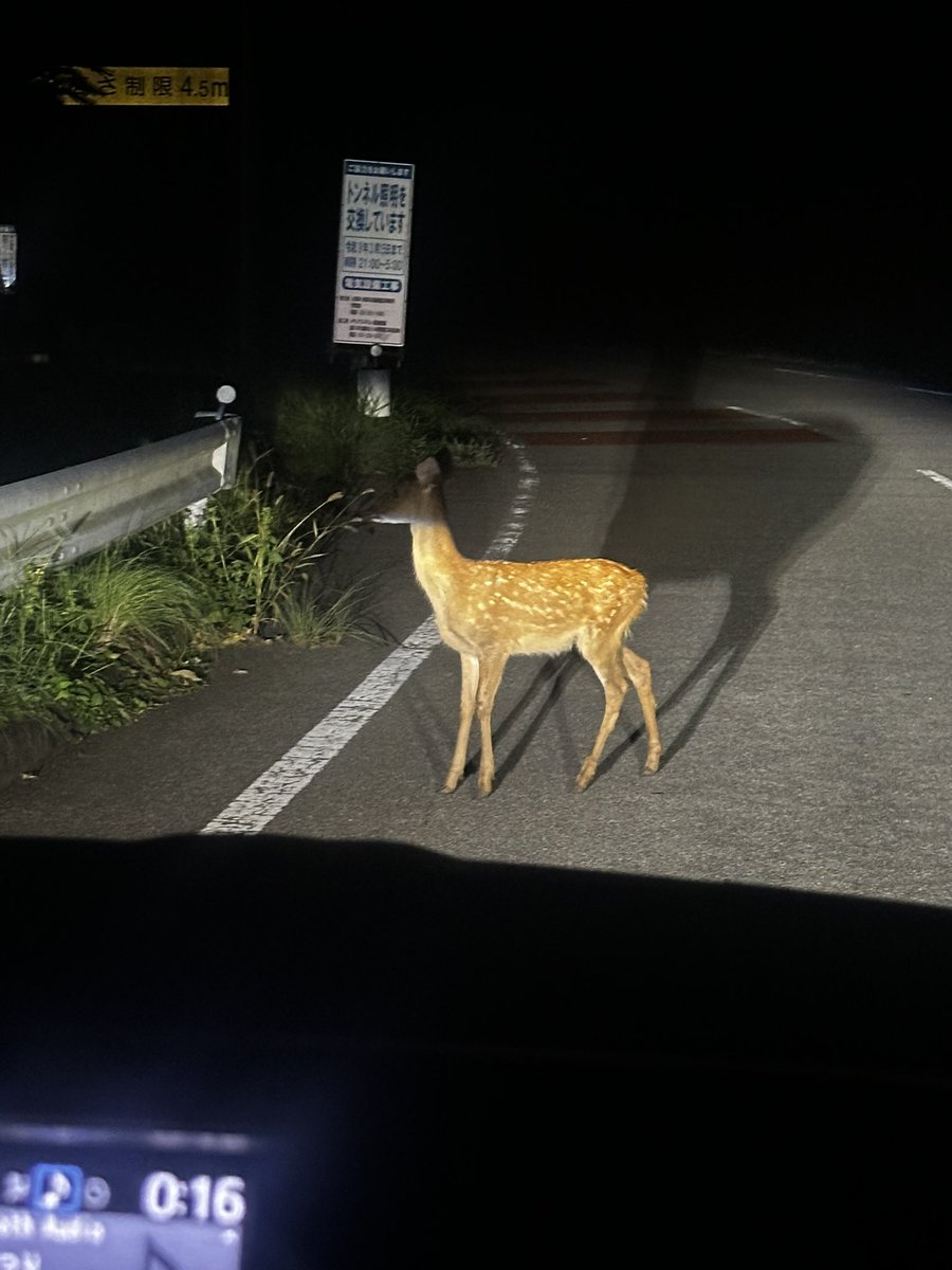 You5_suitman's tweet photo. 昨日ドライブしてたら見つけた鹿ちゃん
山梨はこいつが沢山います
ﾃﾞｨｱﾃﾞｨｱ🦌 https://t.co/dbMzlOB8Oa