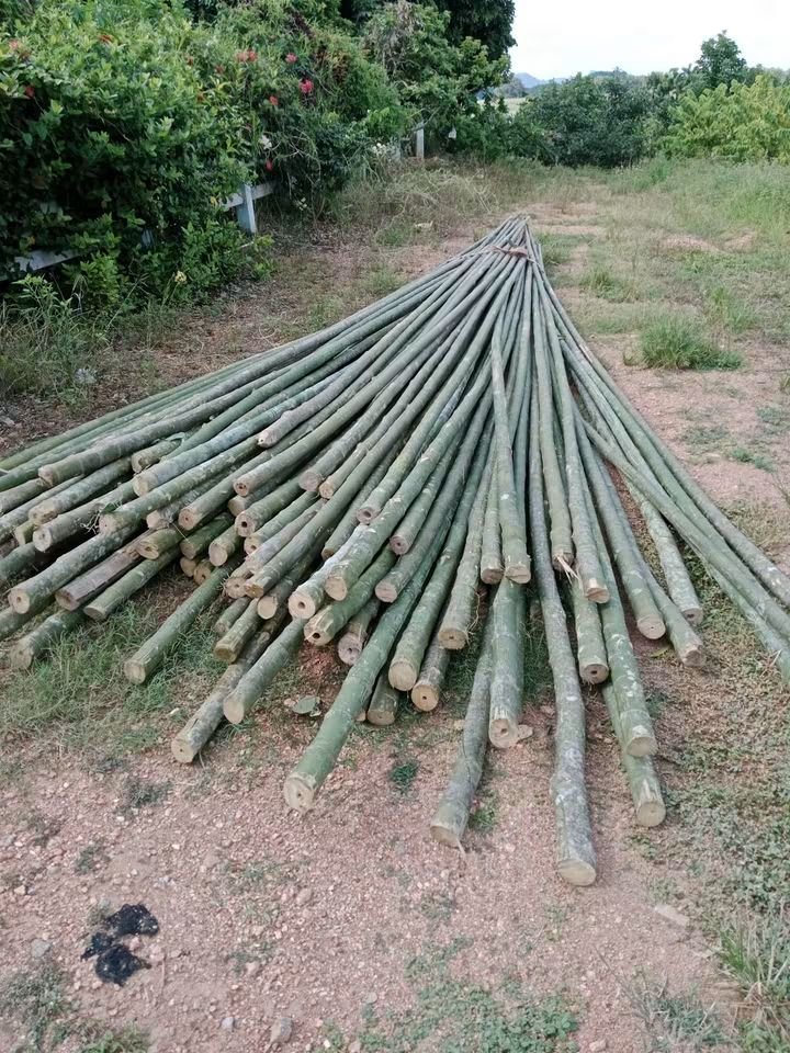 RnphuSng's tweet photo. 🙏ส่งงานวันพฤหัสบดี ที่ 17/9/2569 (ไม้ไผ่นั่งร้าน 7เมตร 100ลำ)🙏
🌳ขายตลอดทั้งปีครับ🌳สนใจไม้ไผ่ลำไม้ไผ่ผ่าซีกแหลมปลาย🌳ไม้หลักปักค้ำยันต้นไม้ทุกชนิด🌳
☎️สนใจติด��่อสอบถาม
Tel / line : 0959788029 / 0631629620 / 0626199799 บ๋อม นครนายก
🙏🙏🙏ขอบคุณลูกค้าที่อุดหนุนครับ🙏🙏🙏 https://t.co/PlCGjQeIN2