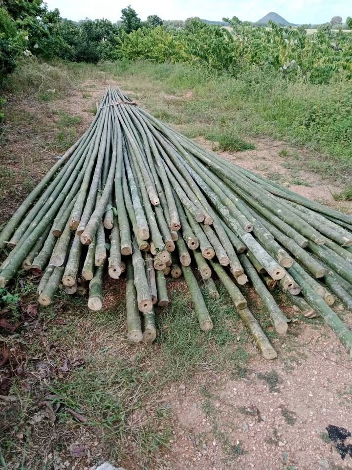 RnphuSng's tweet photo. 🙏ส่งงานวันพฤหัสบดี ที่ 17/9/2569 (ไม้ไผ่นั่งร้าน 7เมตร 100ลำ)🙏
🌳ขายตลอดทั้งปีครับ🌳สนใจไม้ไผ่ลำไม้ไผ่ผ่าซีกแหลมปลาย🌳ไม้หลักปักค้ำยันต้นไม้ทุกชนิด🌳
☎️สนใจติด��่อสอบถาม
Tel / line : 0959788029 / 0631629620 / 0626199799 บ๋อม นครนายก
🙏🙏🙏ขอบคุณลูกค้าที่อุดหนุนครับ🙏🙏🙏 https://t.co/PlCGjQeIN2