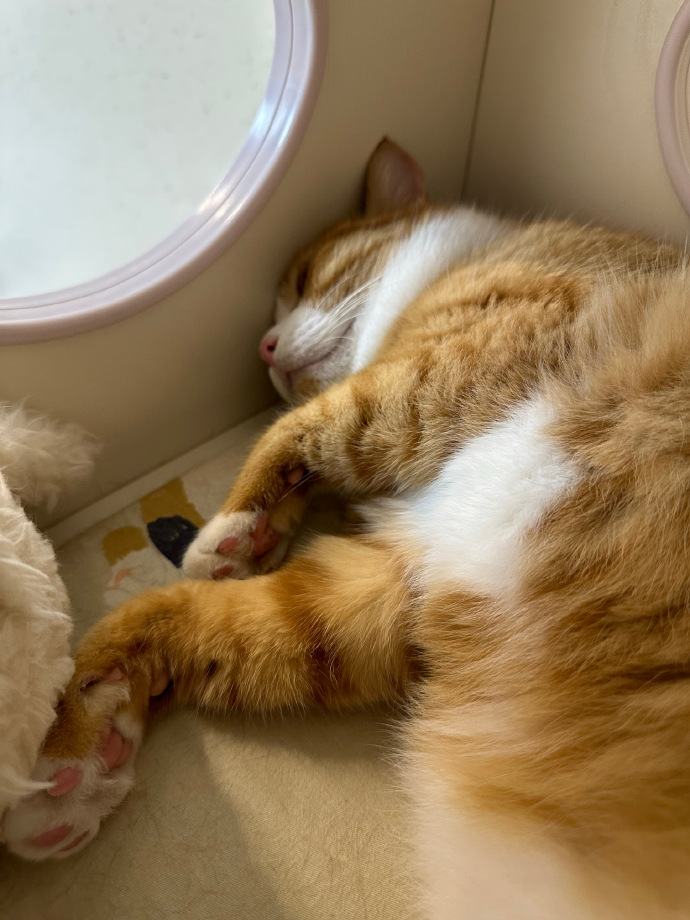 happa251354's tweet photo. Nothing beats a cozy evening in with your fur buddy  -- soft laps, quiet purrs, and all the best company. https://t.co/2IcS5id0Wd