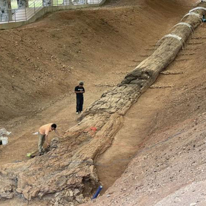 AMAZlNGNATURE's tweet photo. The world’s longest fossilized tree trunk

A fossilized tree trunk in Thailand measures 69.7 meters long, making it the longest tree-trunk fossil in the world according to Guinness World Records. The ancient wood is estimated to be around 120,000 years old https://t.co/D8PbYtb6di