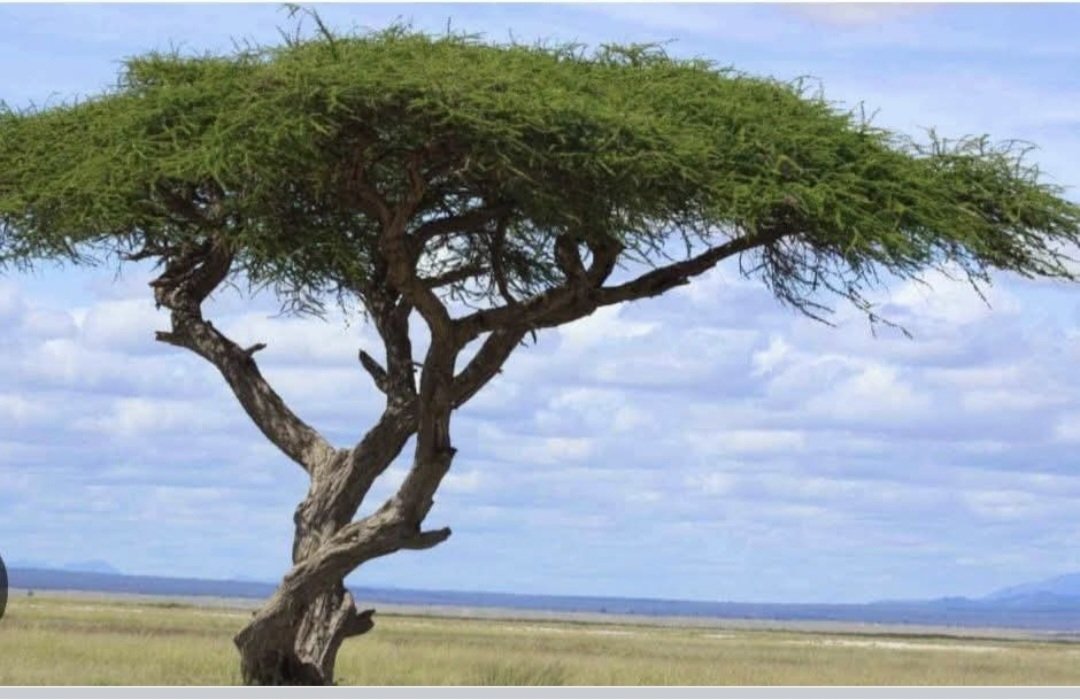 GingerSanders's tweet photo. Did you know?The #Acacia #tree is mentioned several times in the bible, called the "shittah" tree ( Isaiah 41:19)
The poles to carry the #Ark of the Covenant was made out of this wood. Can you find anything else made out of it? Has anyone ever seen one? #biblestudy https://t.co/OZZsGSfGQ1