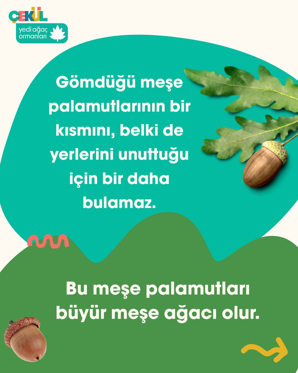 cekulvakfi's tweet photo. Bir sincap en aktif olduğu dönemde saatte 50 tane meşe palamudunu toprağa gömebilir. Gömdüğü meşe palamutlarının bir kısmını, belki de yerlerini unuttuğu için bir daha bulamaz. Bu meşe palamutları büyür meşe olur. Sincaplar kendilerine yuva olan ağaçlara böyle teşekkür eder. https://t.co/QItDZQGDCE