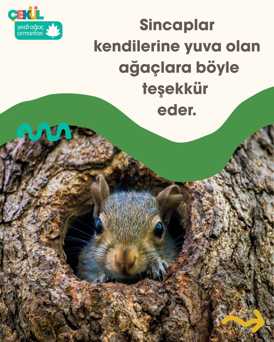 cekulvakfi's tweet photo. Siz de bir yıl boyunca kağıttan mobilyaya, birçok ihtiyacınızı karşılayan ağaçlara, her yıl en az 7 fidanı toprakla buluşturarak teşekkür edebilirsiniz.   

🌳Sayısını unutacağımız kadar fidanı toprakla buluşturmaya ne dersiniz? https://t.co/ge6pDkBl9y