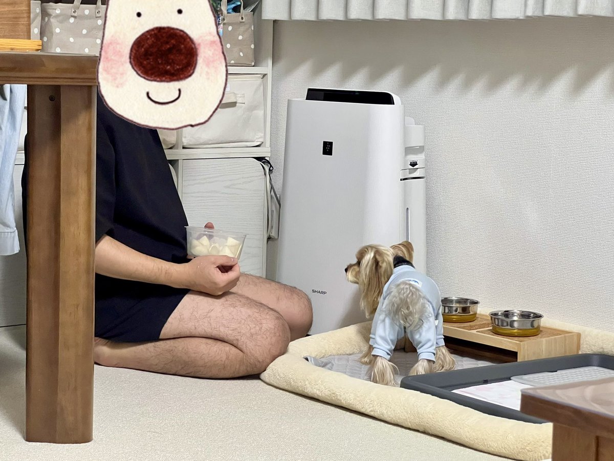 kotaroo99's tweet photo. 仲良く並んで梨を食べてるなーと思って見てたら…

早々に食べ終わったコタさんがパパさんの梨を狙って小競り合いしてました😂

#ヨークシャーテリア
#ヨーキー
#コタロー https://t.co/aBq5Tiob7p