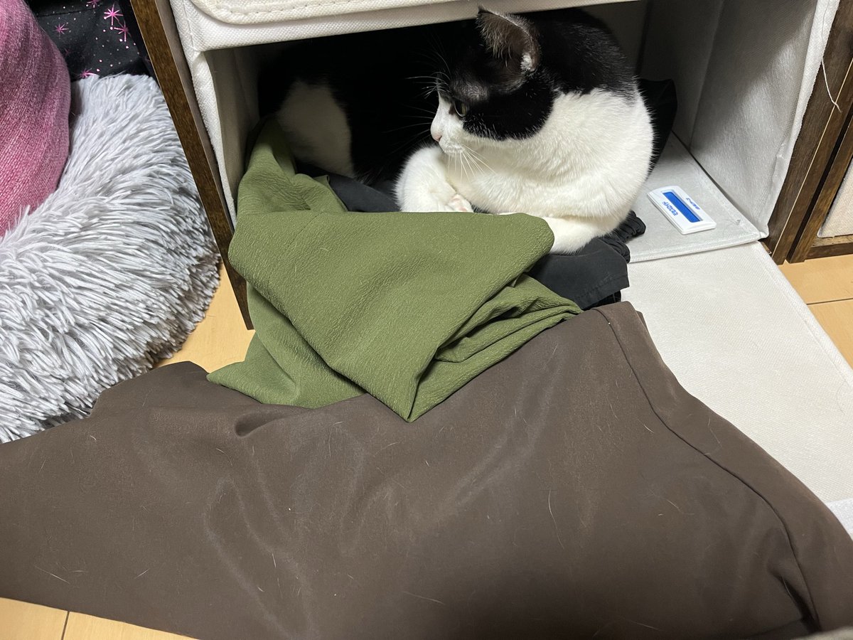 ruirui_latte's tweet photo. うちの服を吹っ飛ばして、寝床にするポテ。
隣に猫ベッドあるんですが:( ;´꒳`;):

「…なにか問題でも乁( ˙口˙ 乁)？」

#ハチワレ　#猫のいる暮らし𓏲𓎨 https://t.co/XwIkaQlNBM