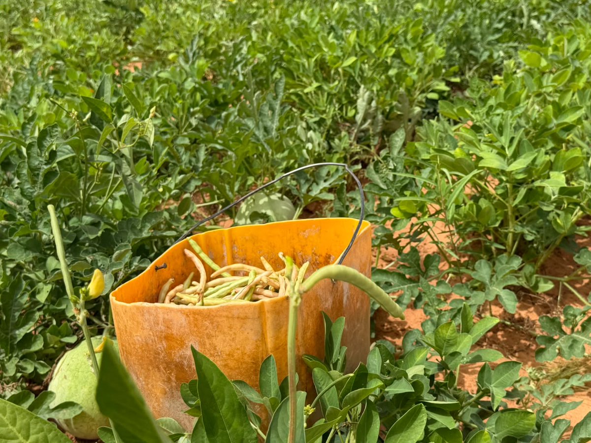 ProdacSenegal's tweet photo. Dans le cadre de la campagne agricole 2026, l’équipe technique du DAC de Dodji a assuré un suivi de proximité des producteurs bénéficiaires du PAPADAC. Les cultures de niébé et d’arachide évoluent favorablement grâce à l’accompagnement et aux bonnes pratiques agricoles.
#Prodac https://t.co/yCwlRg53RX