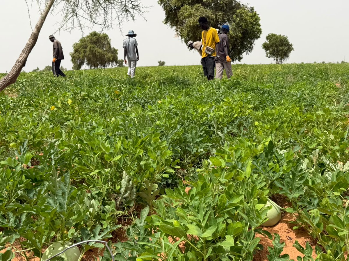 ProdacSenegal's tweet photo. Dans le cadre de la campagne agricole 2026, l’équipe technique du DAC de Dodji a assuré un suivi de proximité des producteurs bénéficiaires du PAPADAC. Les cultures de niébé et d’arachide évoluent favorablement grâce à l’accompagnement et aux bonnes pratiques agricoles.
#Prodac https://t.co/yCwlRg53RX