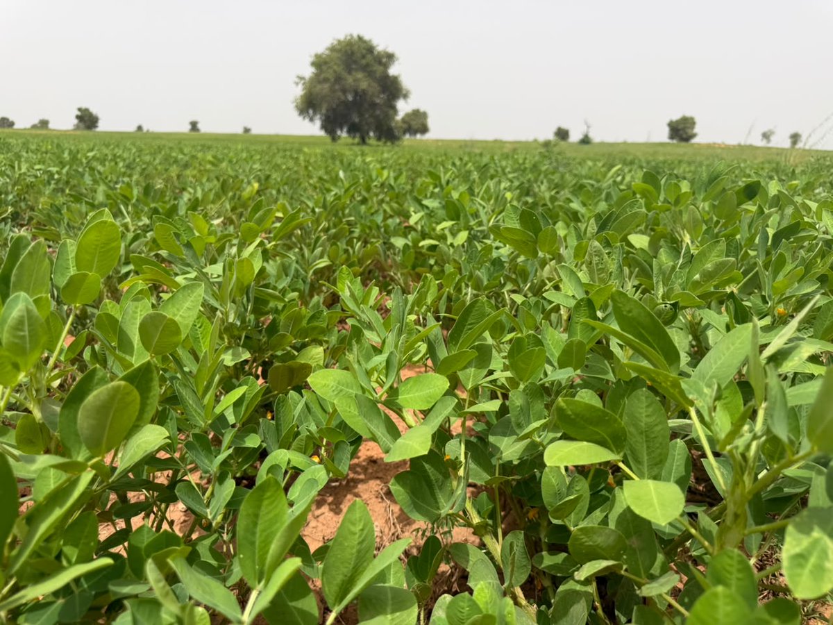 ProdacSenegal's tweet photo. Dans le cadre de la campagne agricole 2026, l’équipe technique du DAC de Dodji a assuré un suivi de proximité des producteurs bénéficiaires du PAPADAC. Les cultures de niébé et d’arachide évoluent favorablement grâce à l’accompagnement et aux bonnes pratiques agricoles.
#Prodac https://t.co/yCwlRg53RX