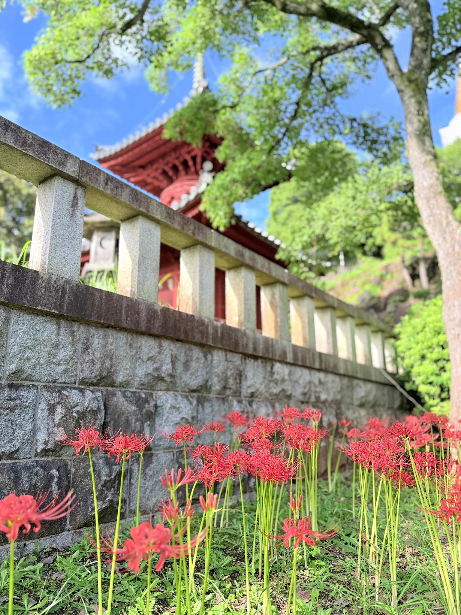 HANA・BIYORI 【公式】 (@Hanabiyori8717) / X
