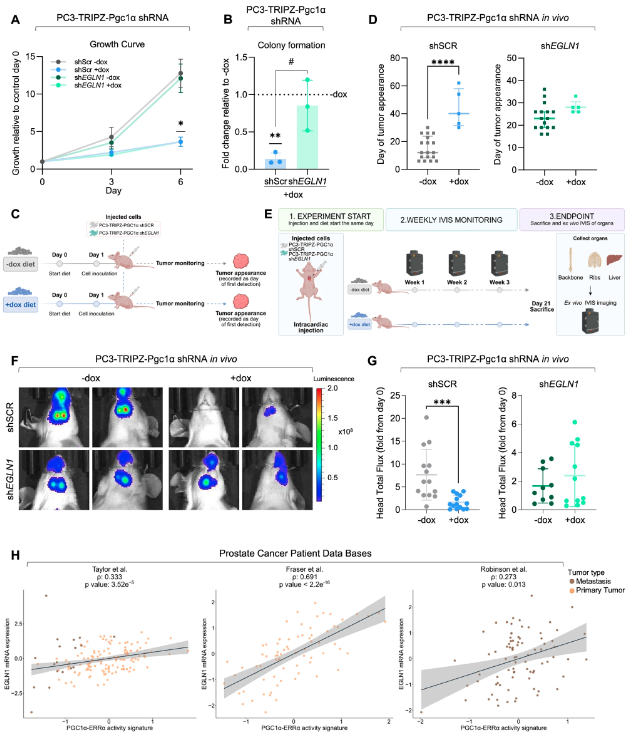 cddpress's tweet photo. “PGC1α-mediated upregulation of PHD2 represses HIF-signaling, limiting prostate cancer progression”

PGC1 represses HIF signaling via ERR-driven EGLN1 transcriptional induction, expanding its #TumorSuppressive role in #PCa ⤵️
https://t.co/nd57x9Ot4D
@fagomaider https://t.co/DhEop2Q5BE