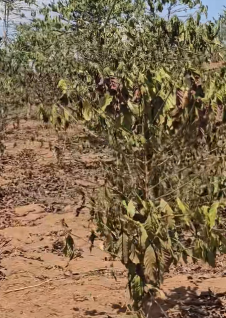 SpillingTheBean's tweet photo. *BREAKING #KC UGANDA DROUGHT: Massive damage to Uganda's new 2026-27 #coffee harvest is now ALSO CONFIRMED in the southern-most border region with Tanzania where #Robusta trees are "wilting" and leaving farmers without crops and income to sustain their families;
-"Early this week, driving towards Mutukula border town in Kyotera District, I witnessed something that stopped me in my tracks and I felt a real sense of helplessness and worry!," write Enoth Mbeine in a heart breaking comment on LinkedIn, adding;
-"Coffee gardens are wilting under the weight of a prolonged drought. As a coffee tree struggles for survival, so does the household that depends on its harvest."
*The #KC market needs to take notice, the already over 6-month-long SEVERE DROUGHT coupled with EXTREME HEAT from what is one of the most powerful EL NINO's EVER to hit the world is affecting the new 2026-27 coffee crop ACROSS THE WORLD and causing IRRERVERSIBLE LOSSES from which growers will NOT BE ABLE TO RECOVER until in any meaningful way until 2029-30, and higher prices MUST BE PAID, to the pro-bears and haters out there, NO this is not about me just trying to support the farmers, but without them there would be NO #coffee to enjoy and NO #KC market to profit from !!  
https://t.co/wX4EPiP0XH