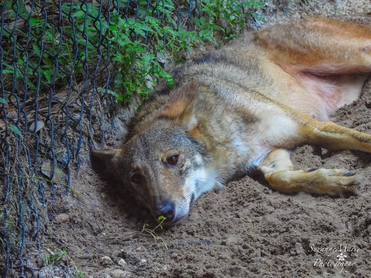 tsuzanne48's tweet photo. Florida Red Wolf
#wolf #wolves #redwolf #wildlifephotography #photography #photooftheday #photographer #florida #wildlifephotographer #naturephotography #animalphotography #wildlifephoto
If you enjoy what I do, Please support me on Ko-fi!
https://t.co/0gQuT11WHX https://t.co/CvHZWac9ZA
