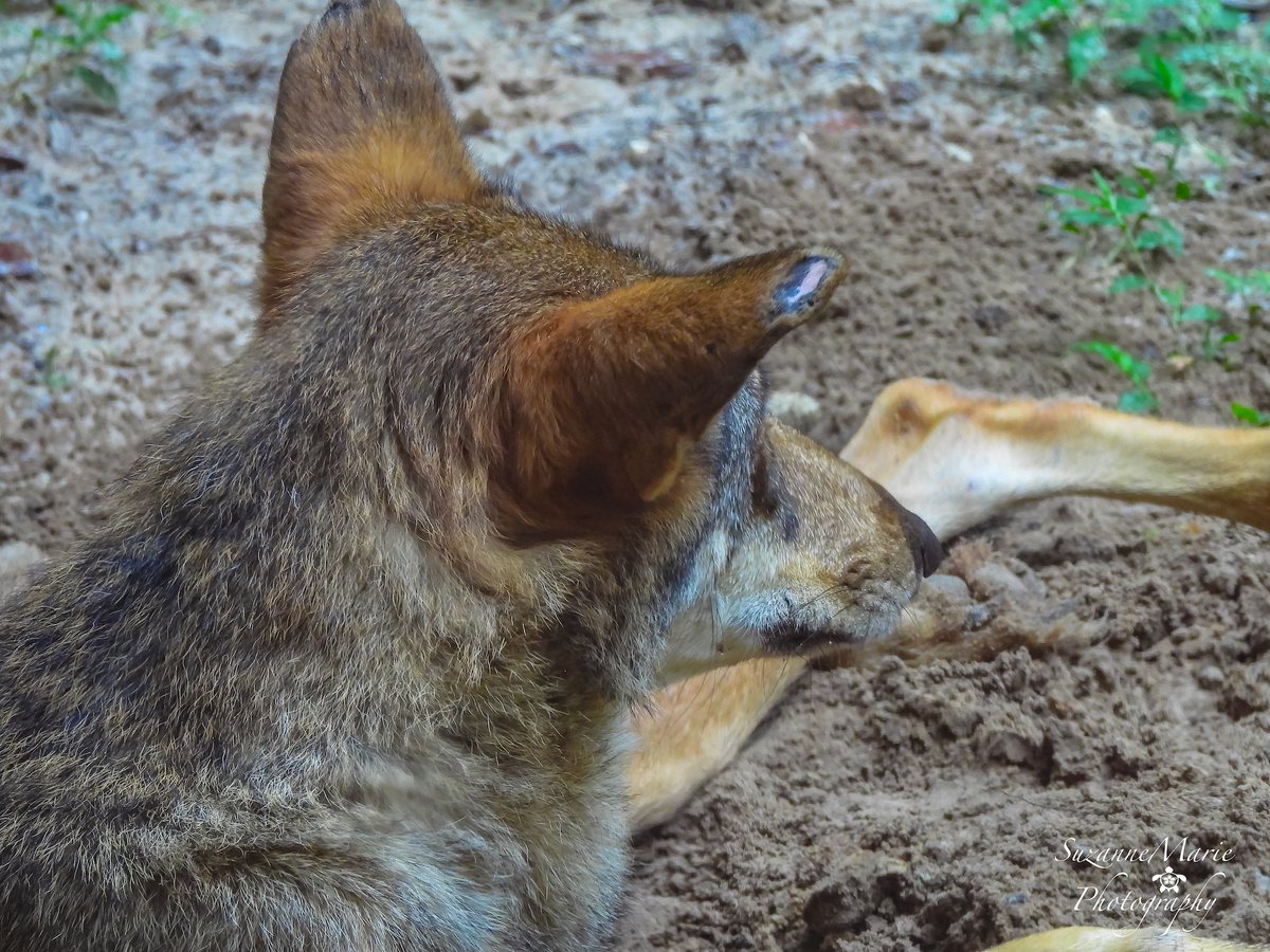 tsuzanne48's tweet photo. Florida Red Wolf
#wolf #wolves #redwolf #wildlifephotography #photography #photooftheday #photographer #florida #wildlifephotographer #naturephotography #animalphotography #wildlifephoto
If you enjoy what I do, Please support me on Ko-fi!
https://t.co/0gQuT11WHX https://t.co/CvHZWac9ZA
