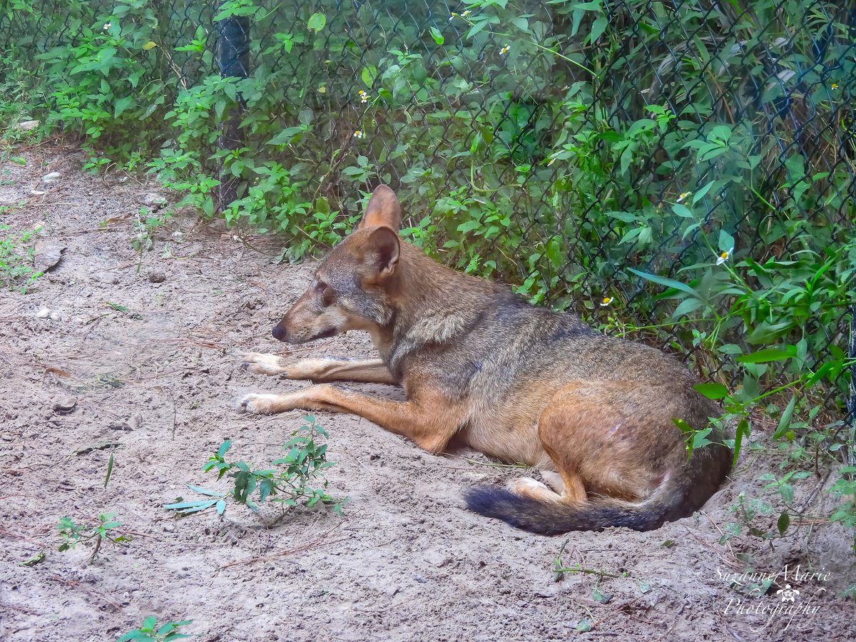 tsuzanne48's tweet photo. Florida Red Wolf
#wolf #wolves #redwolf #wildlifephotography #photography #photooftheday #photographer #florida #wildlifephotographer #naturephotography #animalphotography #wildlifephoto
If you enjoy what I do, Please support me on Ko-fi!
https://t.co/0gQuT11WHX https://t.co/CvHZWac9ZA