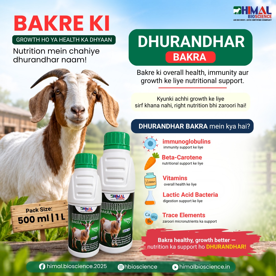 Himalbioscience's tweet photo. Aapke animals ki health, Himal Bioscience ki zimmedari

Pack Size: 500ml | 1L

Visit Now: https://t.co/J0PwN5rRO3
Call: +91 - 96439 67303, 9891817591

#himalbioscience #dhurandharbakra #animalhealthcare #livestocknutrition #trustedbrand #reelsviral #trendingnow #agriculture https://t.co/uQRlngiKl9