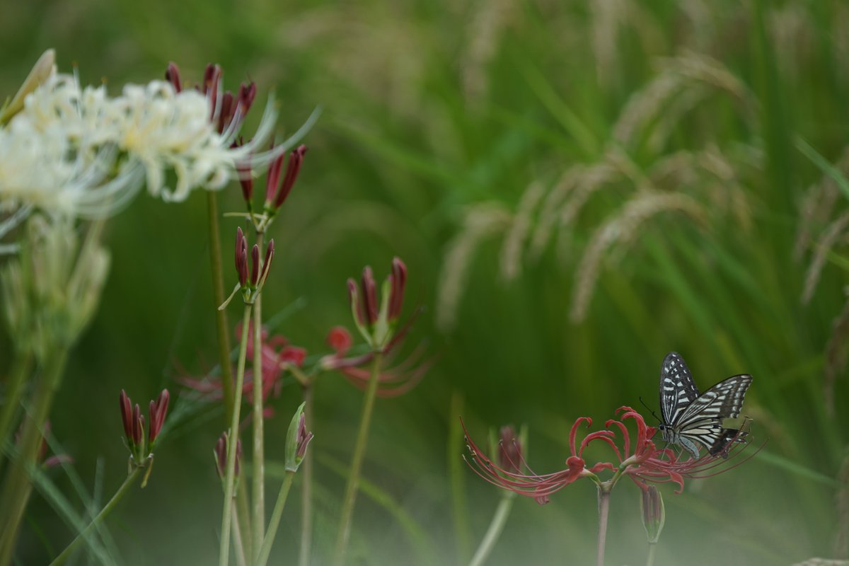 kirarisherie's tweet photo. P.S
現地の様子
こんな感じでした🌾🦋
穏やかな時間を🍀✨ https://t.co/HDtuj75Qcr