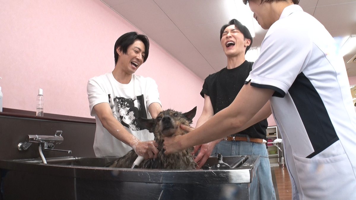 oricon's tweet photo. 📺今夜『嗚呼!!みんなの動物園』2時間SP
⠀
Snow Man渡辺翔太が再び登場💙
相葉雅紀と保護犬をトリミング🫧
⠀
なぜアイドルになったのか❓️
共通の友人の話など、渡辺が答える場面も
https://t.co/j3dGoxD9xN https://t.co/0TJEZ8K98q