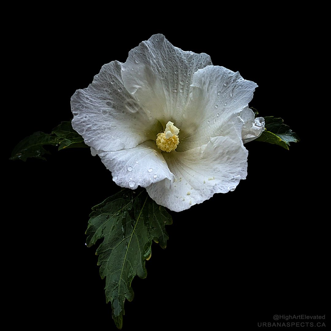 highartelevated's tweet photo. A white Rose Of Sharon with water droplets on the front and back of the blossom after a rainstorm. 🌸🌧️

-P-

#HighArtElevated #UrbanAspects #RoseOfSharon #FlowerPhotography #SummerRain https://t.co/6QY7Ne7b7x