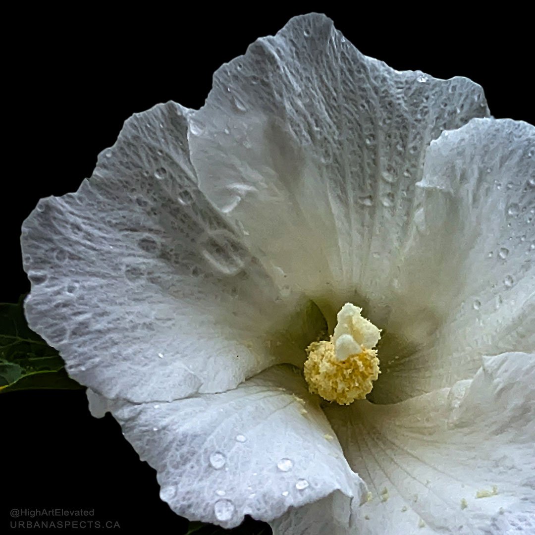 highartelevated's tweet photo. A white Rose Of Sharon with water droplets on the front and back of the blossom after a rainstorm. 🌸🌧️

-P-

#HighArtElevated #UrbanAspects #RoseOfSharon #FlowerPhotography #SummerRain https://t.co/6QY7Ne7b7x