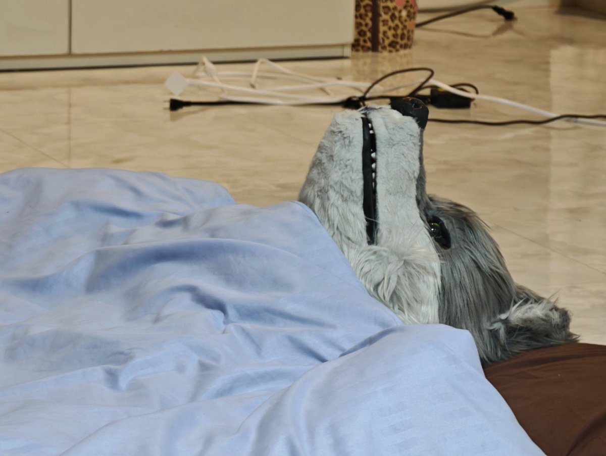 tomakura_fur's tweet photo. 💤
 #FursuitFriday https://t.co/aCSsfN7uex