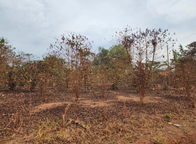 SpillingTheBean's tweet photo. *BREAKING #KC UGANDA DROUGHT: Massive damage to Uganda's new 2026-27 #coffee harvest is now ALSO CONFIRMED in the southern-most border region with Tanzania where #Robusta trees are "wilting" and leaving farmers without crops and income to sustain their families;
-"Early this week, driving towards Mutukula border town in Kyotera District, I witnessed something that stopped me in my tracks and I felt a real sense of helplessness and worry!," write Enoth Mbeine in a heart breaking comment on LinkedIn, adding;
-"Coffee gardens are wilting under the weight of a prolonged drought. As a coffee tree struggles for survival, so does the household that depends on its harvest."
*The #KC market needs to take notice, the already over 6-month-long SEVERE DROUGHT coupled with EXTREME HEAT from what is one of the most powerful EL NINO's EVER to hit the world is affecting the new 2026-27 coffee crop ACROSS THE WORLD and causing IRRERVERSIBLE LOSSES from which growers will NOT BE ABLE TO RECOVER until in any meaningful way until 2029-30, and higher prices MUST BE PAID, to the pro-bears and haters out there, NO this is not about me just trying to support the farmers, but without them there would be NO #coffee to enjoy and NO #KC market to profit from !!  
https://t.co/wX4EPiP0XH