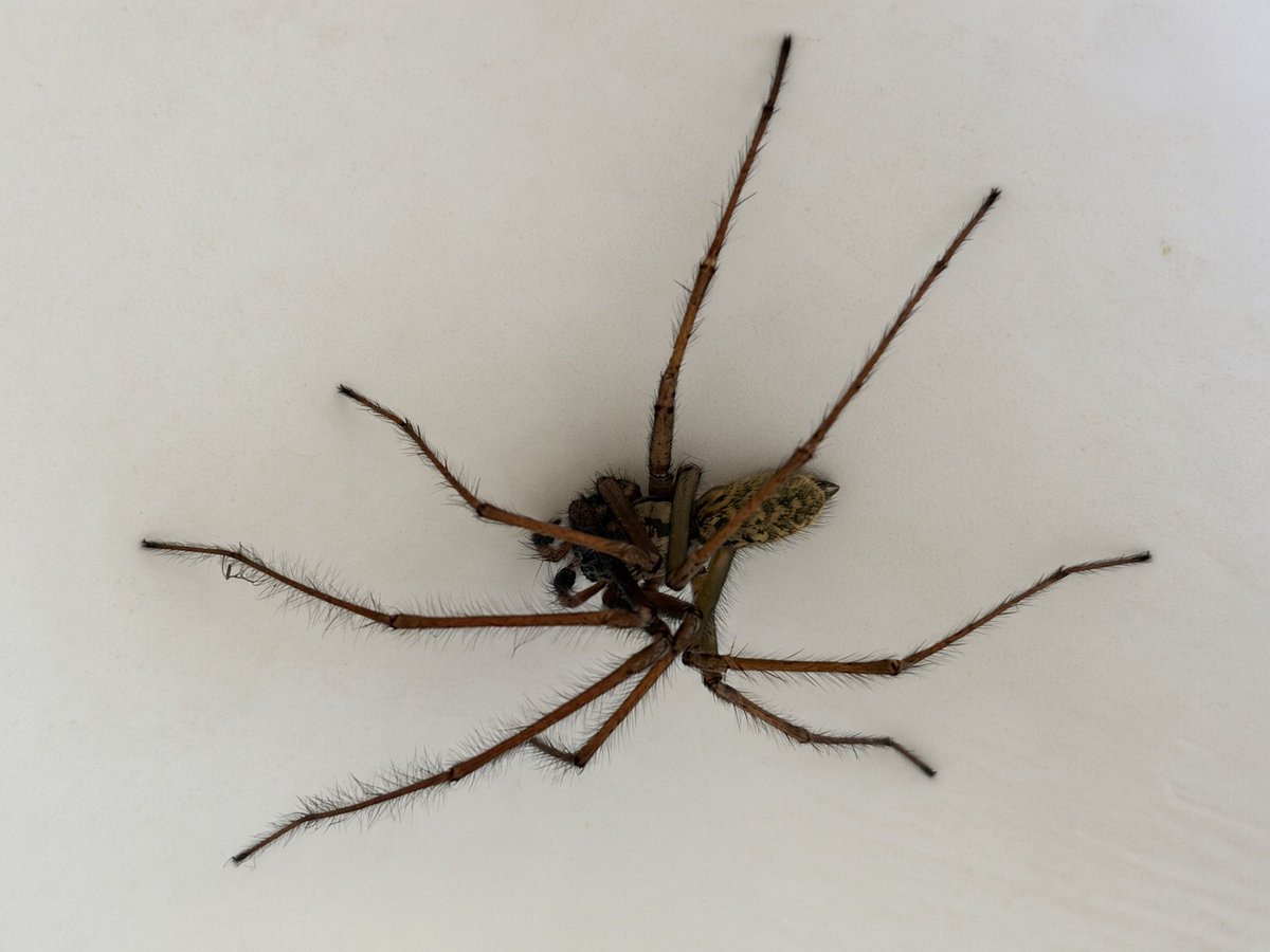 zatzi's tweet photo. Incy wincy spider, climbed up the spout….

… incy wincy spider freaked the humans out….

They’re called Giant House Spiders for a reason… Look at those hairy legs…

It’s too big to wash down the plughole… https://t.co/mcx1nvHMF5