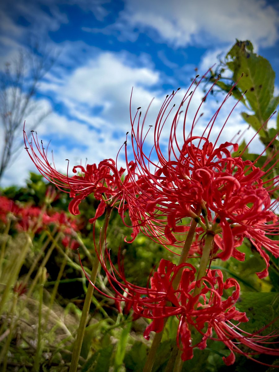 774Ae's tweet photo. 頭痛のする朝を超えて、
お散歩に行きました。
すごいビジュの花。
良い意味で。
良い意味でって便利で良いよね。
（おはようございます） https://t.co/ARbCSeJy9M